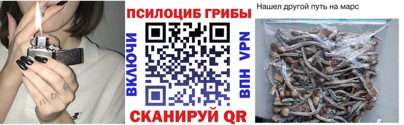закладки  Курган  Галлюциногенные грибы мицелий 
